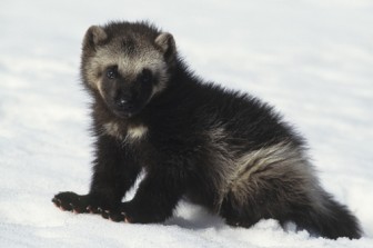 Wolverine in snow