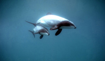 New Zealand Dolphin