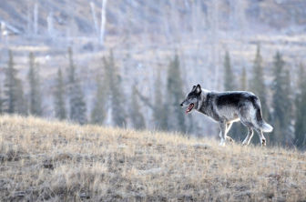 Wolf walking on dry land with trees in background