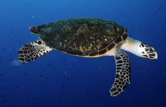 Photo credit NOAA
