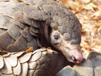 Pangolin looking at viewer. The pangolin is one of the most highly trafficked animals in the world.
