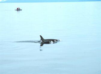 Orca and calf swim in still water with boat in background