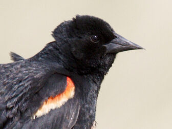 Red winged blackbird