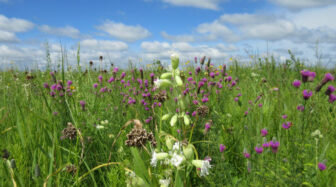 Native plants with a blue sky backdrop