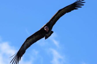 Hooded vulture soaring against blue sky with white cloud