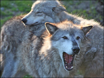 Two wolves