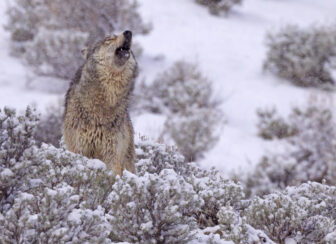 Wolf on snowy mountainous terrain howling while looking towards the skay
