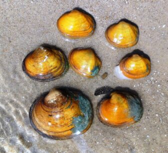 Mussels arranged on sand
