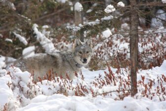 Wolf standing in snowy wooded scene wearing a tracking collar looking at viewer