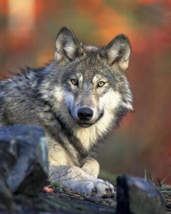 Gray wolf looking at viewer