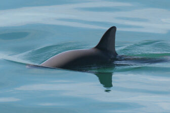 Vaquita swiming just below surface with fin exposed