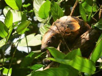 Long-tailed pangolin (M. tetradactyla) by Brett Hartl / Center for Biological Diversity.