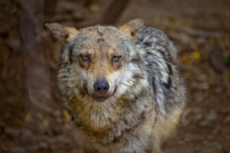 gray wolf looking at viewer