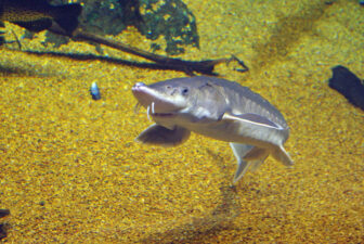 Atlantic sturgeon