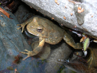 foothill yellow-legged frog