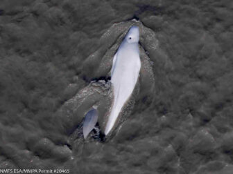 Cook Inlet whale and her calf swimming in dark water