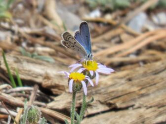 Charleston blue butterfly