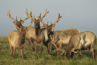 Tule Elk at Point Reyes National Seashore