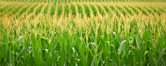 Corn field in Nebraska