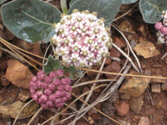 Asclepias solanoana plant