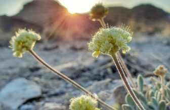 Tiehms Buckwheat plant with sunny backdrop