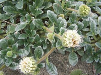 RSSilvery__Phacelia_Phacelia_argentea