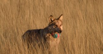 Mexican gary wolf wearing a tracking collar standing in a field on a sunny day