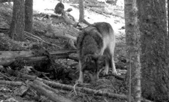Wolves like Journey would be put at risk of state-led hunts under the Interior Secretary's plan.