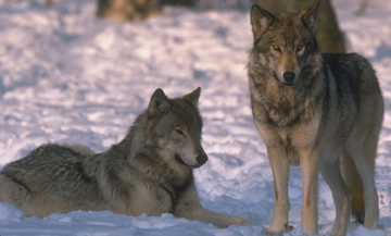 Credit USFWS