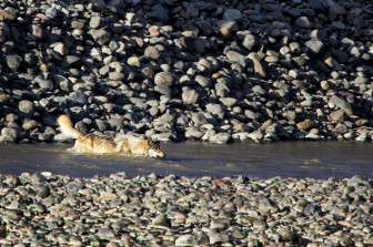 wolf swimming.2467.LR