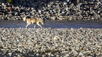 wolf.2487.LR