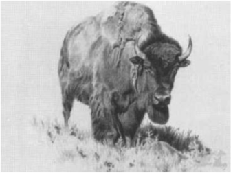 Bison