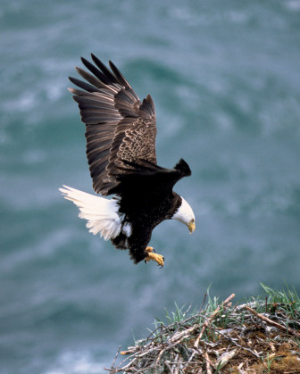 bald eagle image 1 credit USFWS