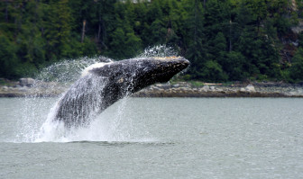 humpback whale photo credit Srabin