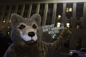 Secretary Jewell: Don't Abandon Wolves!