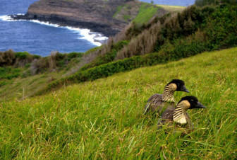 nene goose image credit USFWS