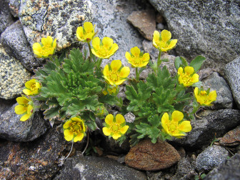 Robbins' cinquefoil, (Must credit Doug Weihrauch/AMC)