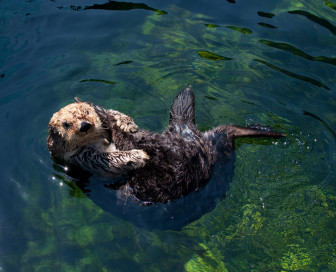 sea otter photo credit Mathieu Fenniak