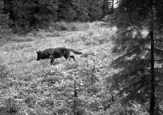 The Endangered Species Act has allowed wolves the freedom to grow and travel. Above, a member of the Snake River pack as he traveled through Oregon on June 26, 2012. ODFW