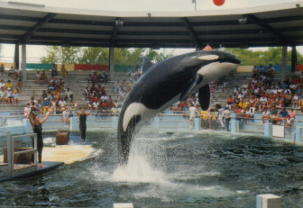 "Lolita" performing at the Miami Seaquarium