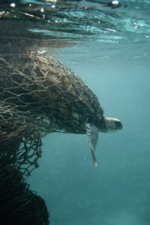 Photo credit NOAA