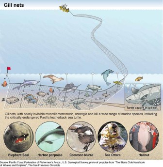 Credit Seaturtles.org