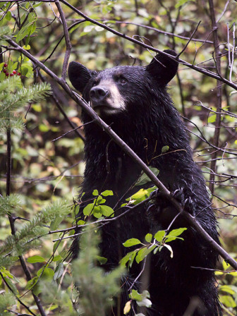 blackbear