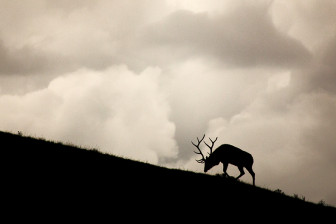 elksilhouette