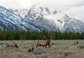 Credit USFWS