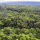 0hia-hawaii-rainforest