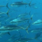 bluefintuna