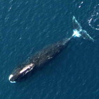 bowhead_2