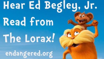 lorax