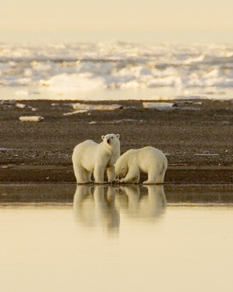 polar_bears_steve_hillebrand_usfws